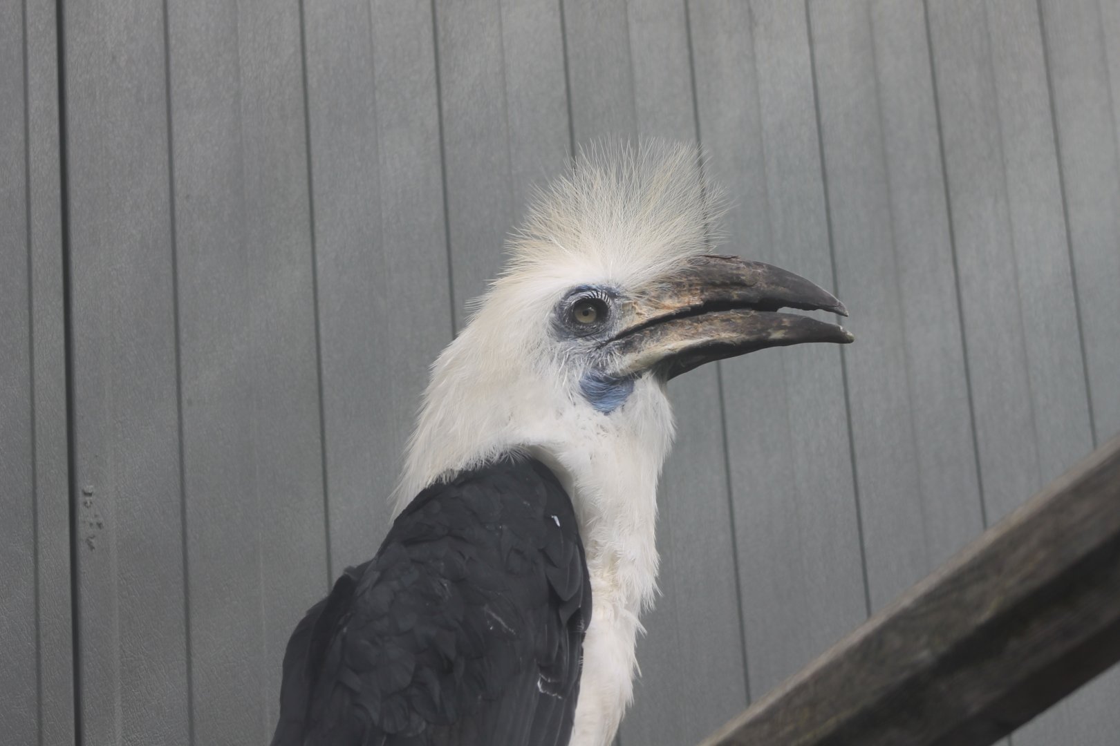 White-crested hornbill Male