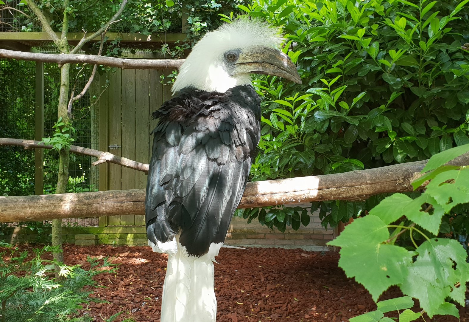 White-crested hornbill - male