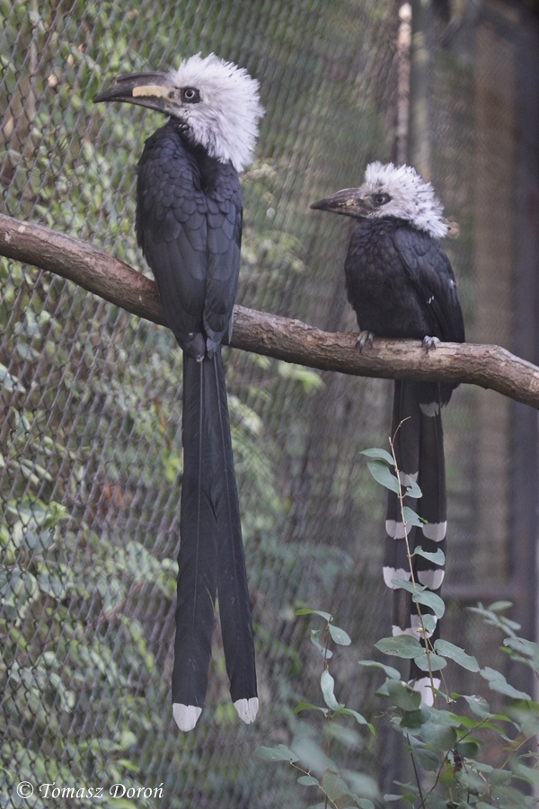 White-crested Hornbill (Tropicranus albocristatus) adult with young