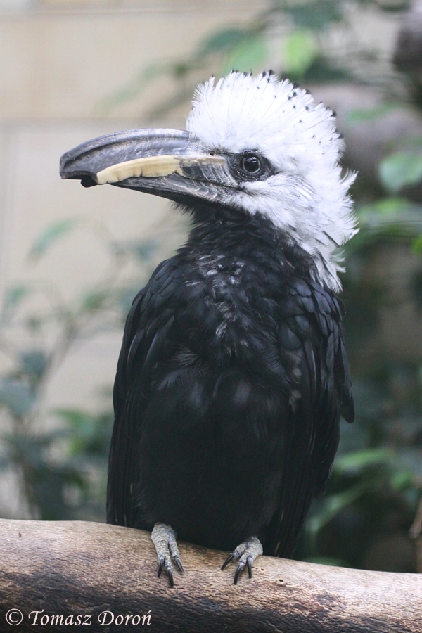 White-crested Hornbill (Tropicranus albocristatus)