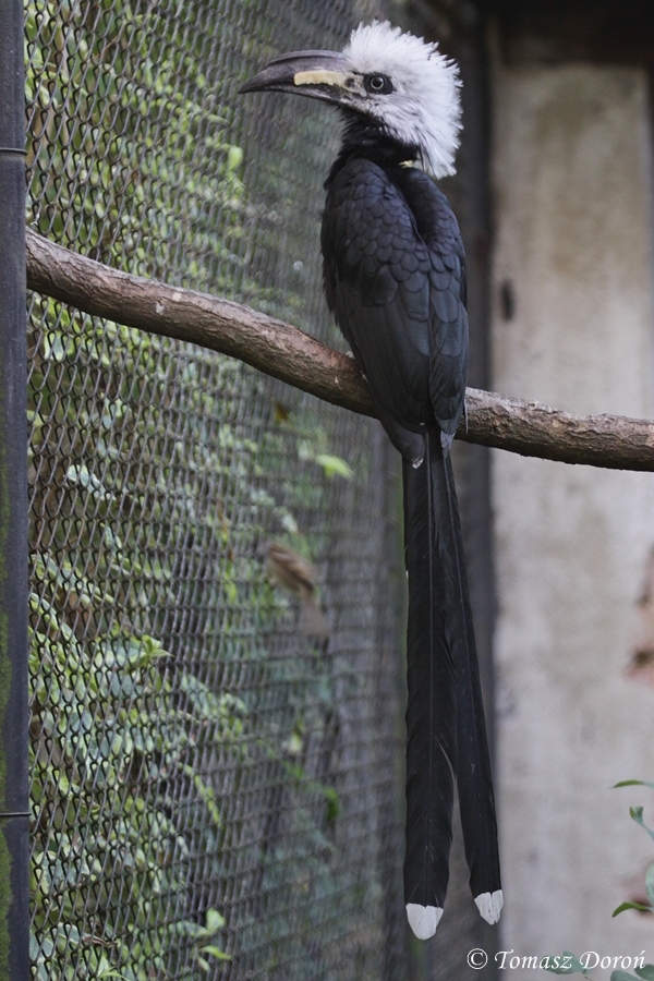 White-crested Hornbill (Tropicranus albocristatus)