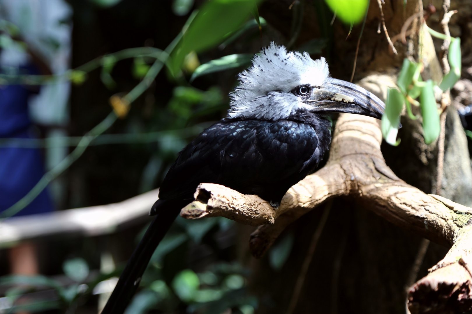 White-crested Hornbill (Tropicranus albocristatus)