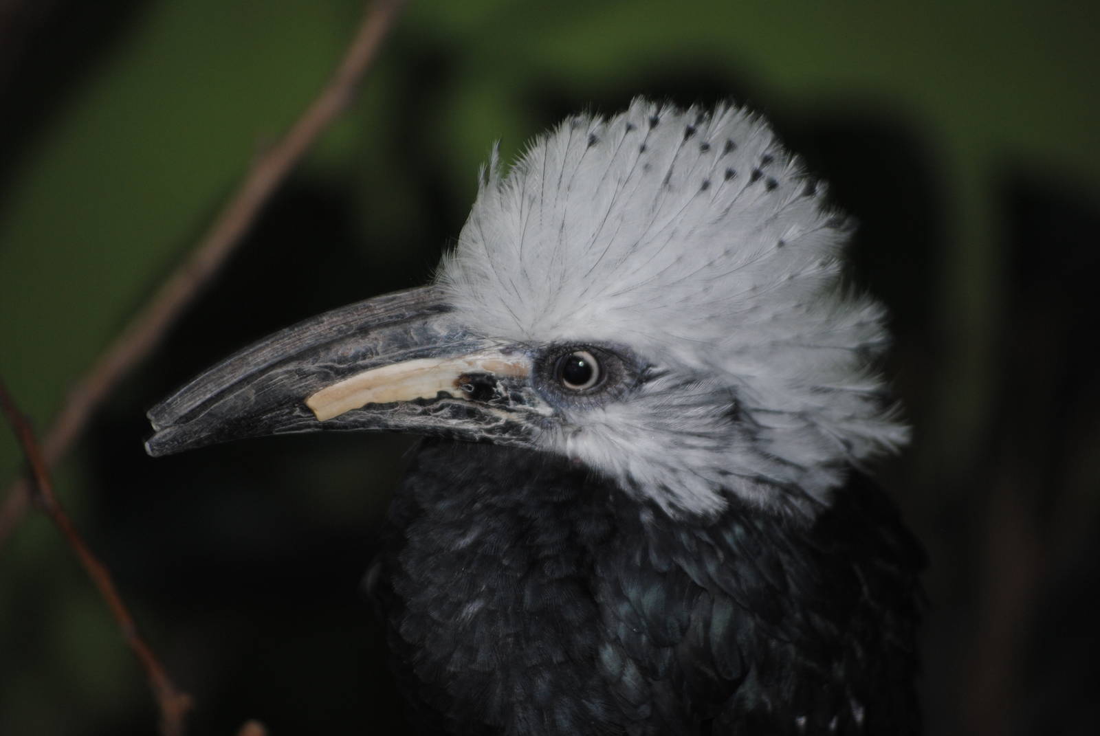 White-Crested Hornbill