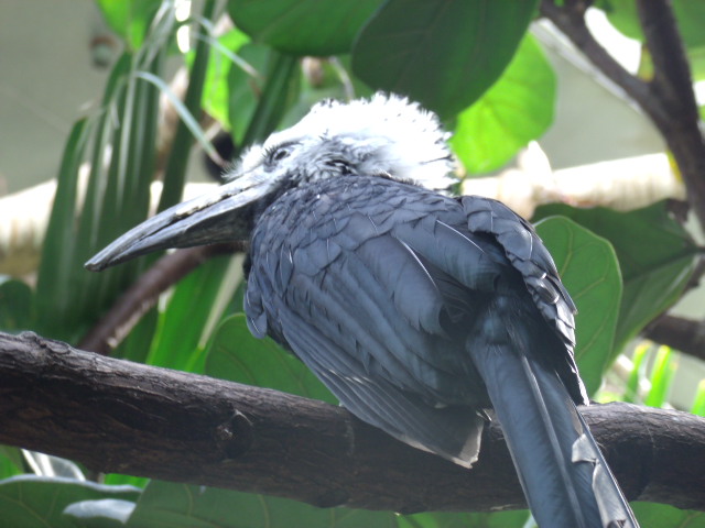 White-Crested Hornbill