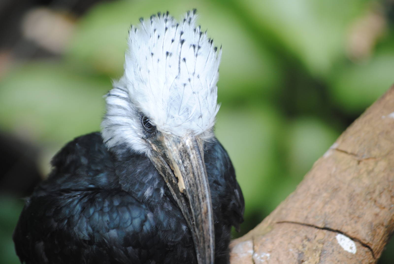 White-Crested Hornbill