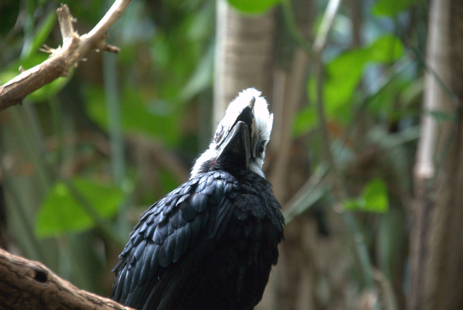 White crested Hornbill