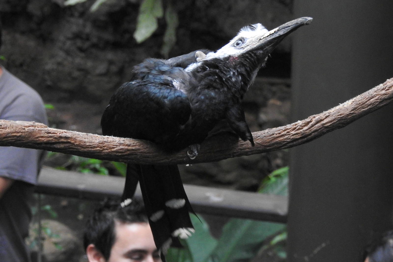 White Crested Hornbill