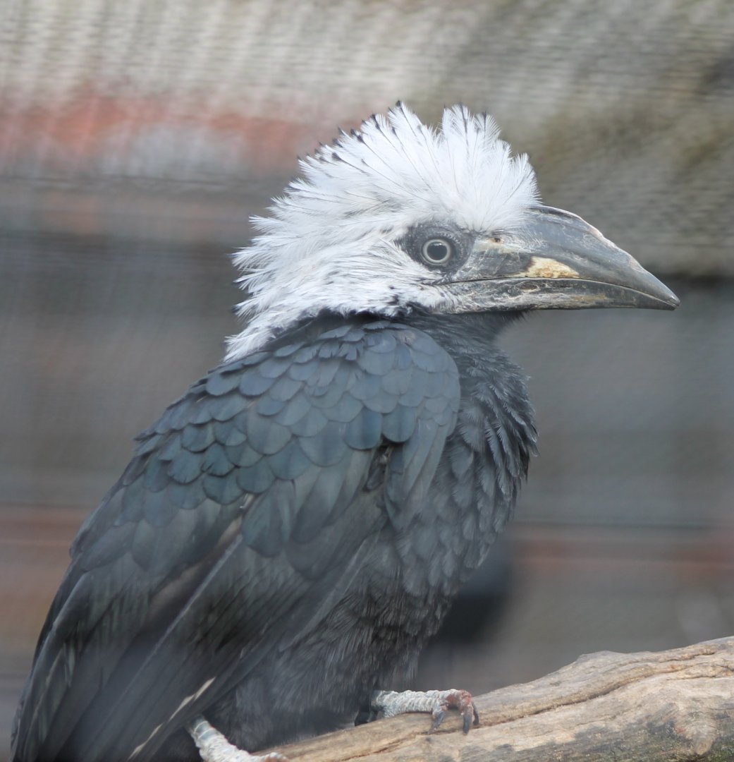 White-crested hornbill