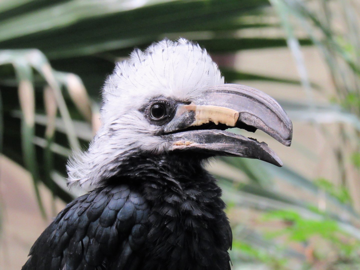 White-crested hornbill