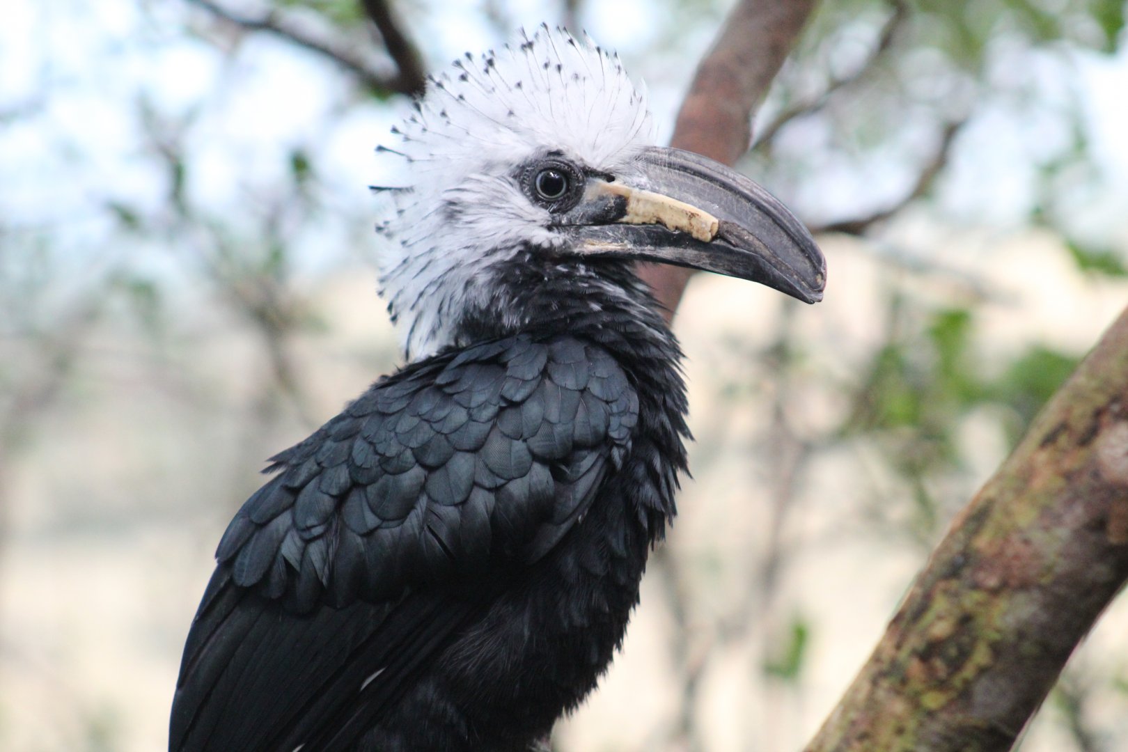 White-Crested Hornbill