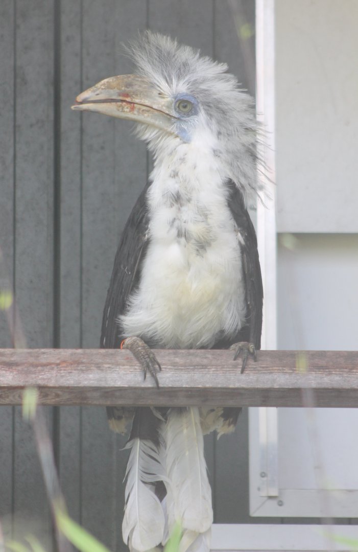 White-crested hornbill
