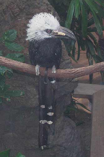 White Crested Hornbill