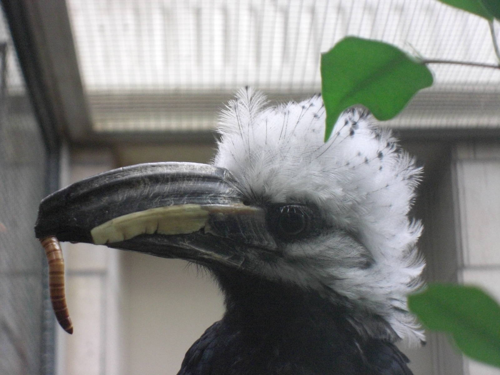 White-crested Hornbill