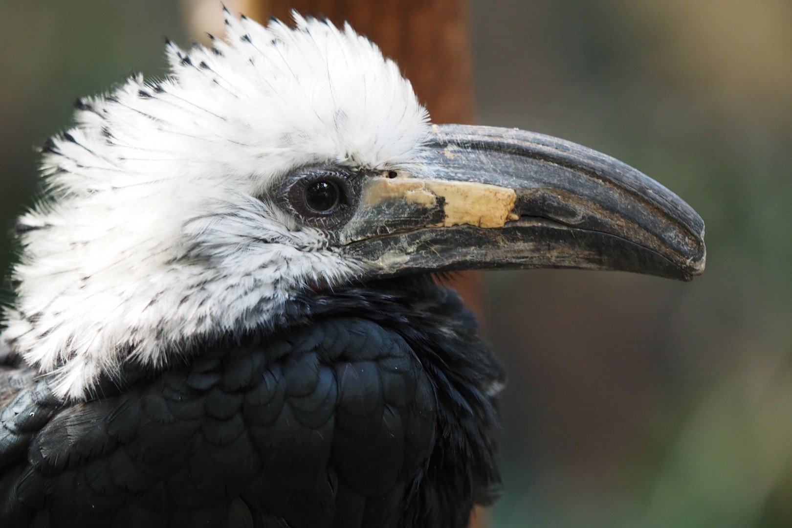 White-crested hornbill