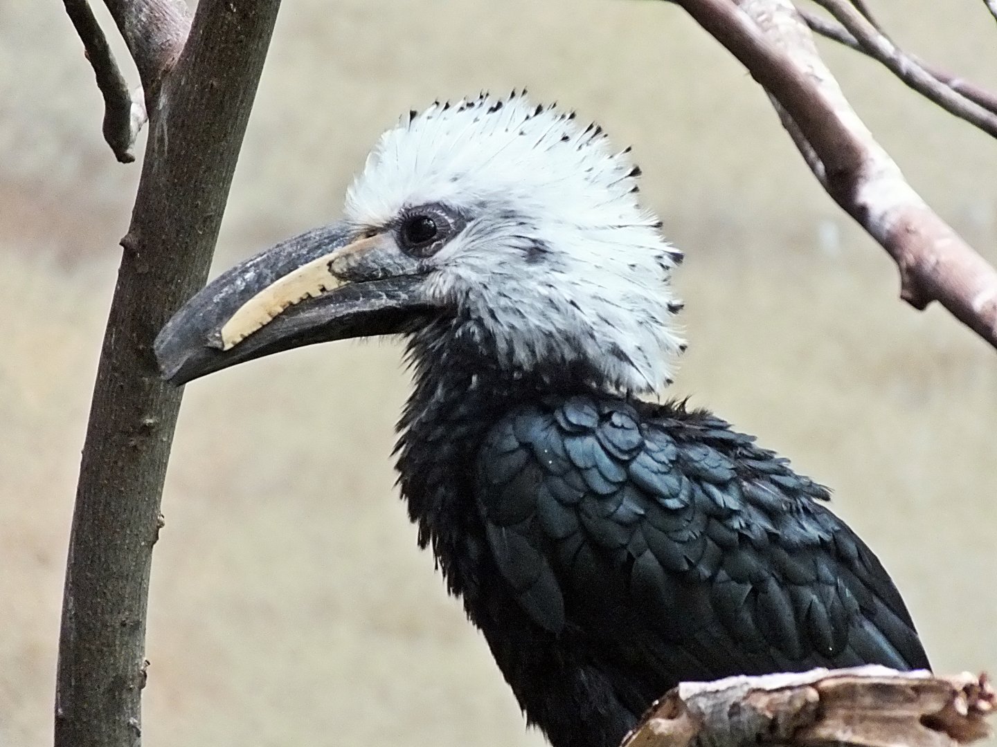 White-crested hornbill