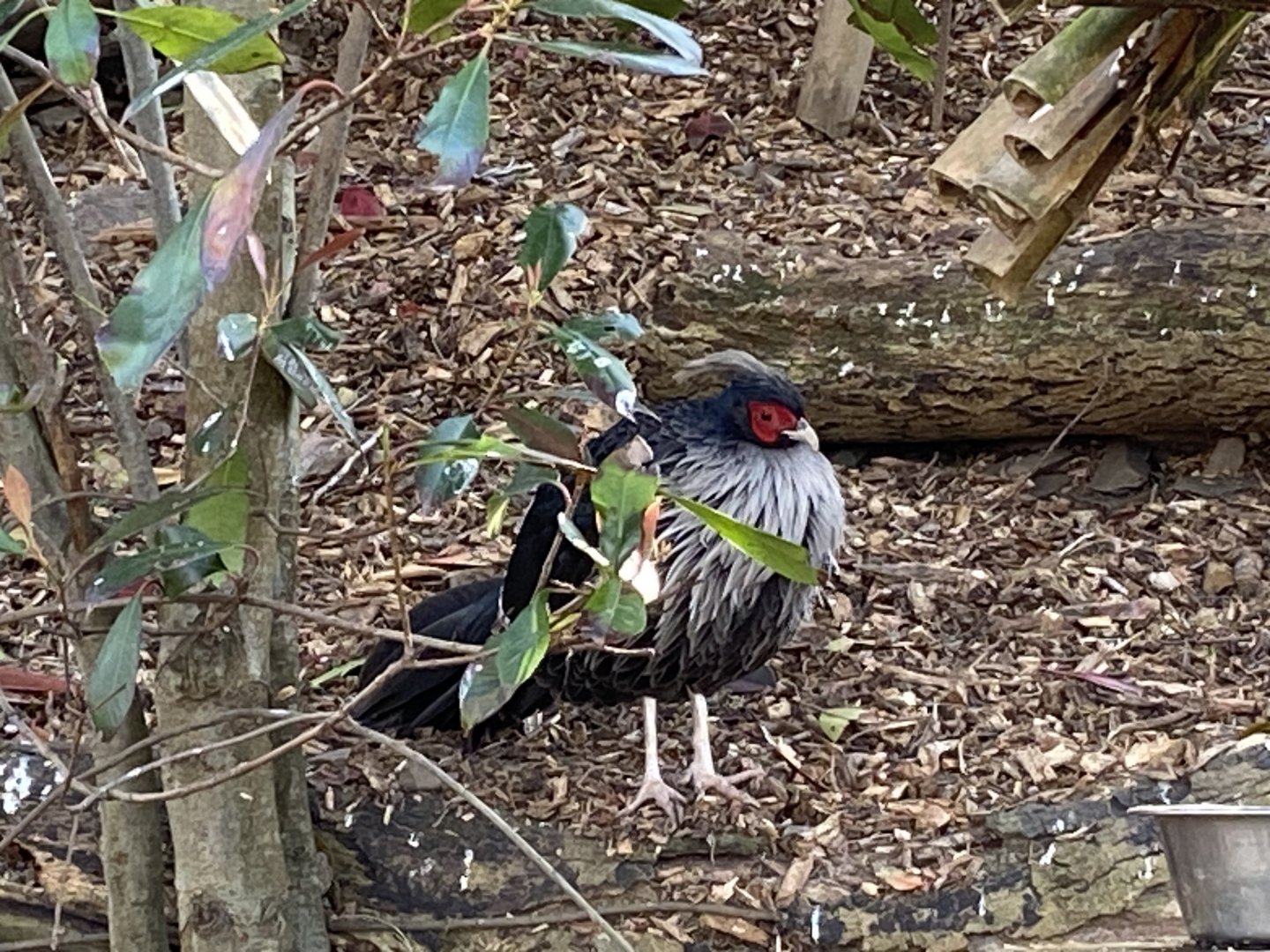White-crested kalij 190325