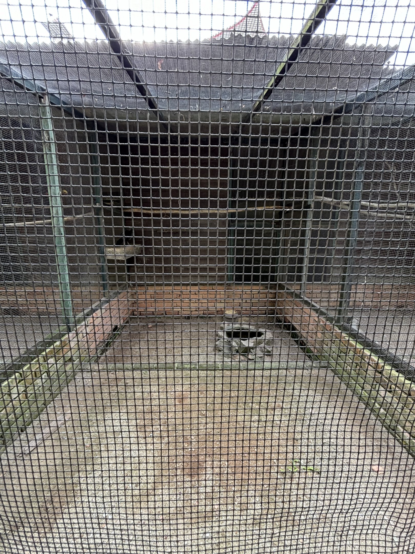 White-crested Kalij Aviary