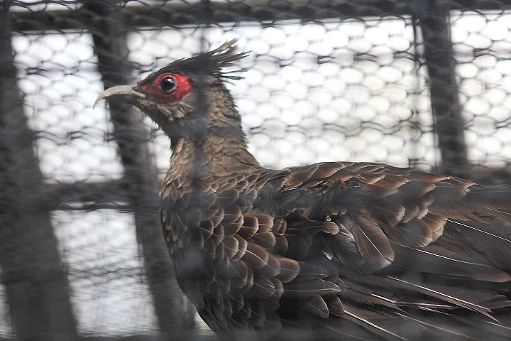 White-crested kalij (Lophura leucomelanos hamiltonii)