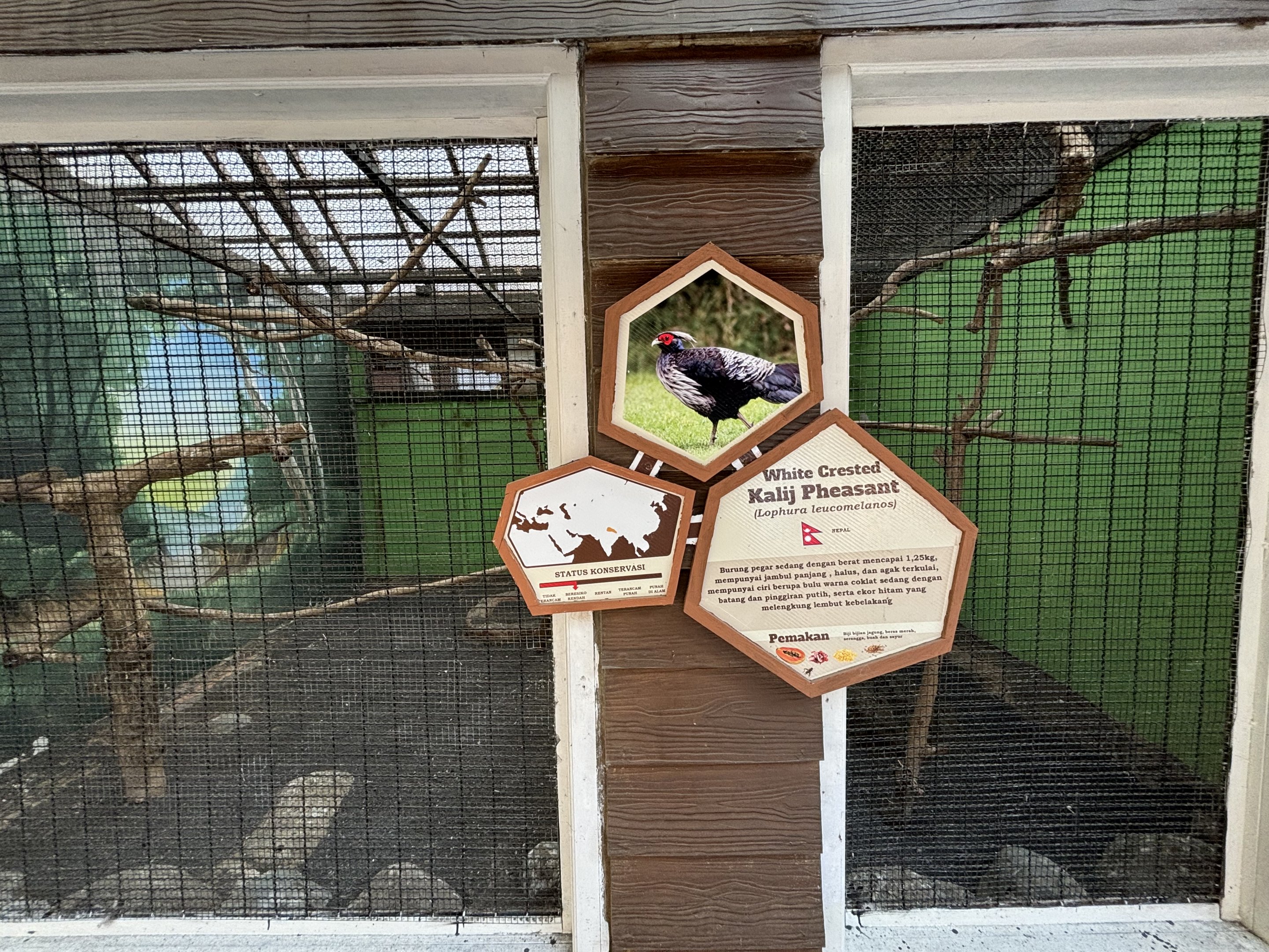 White-crested Kalij Pheasant Aviary