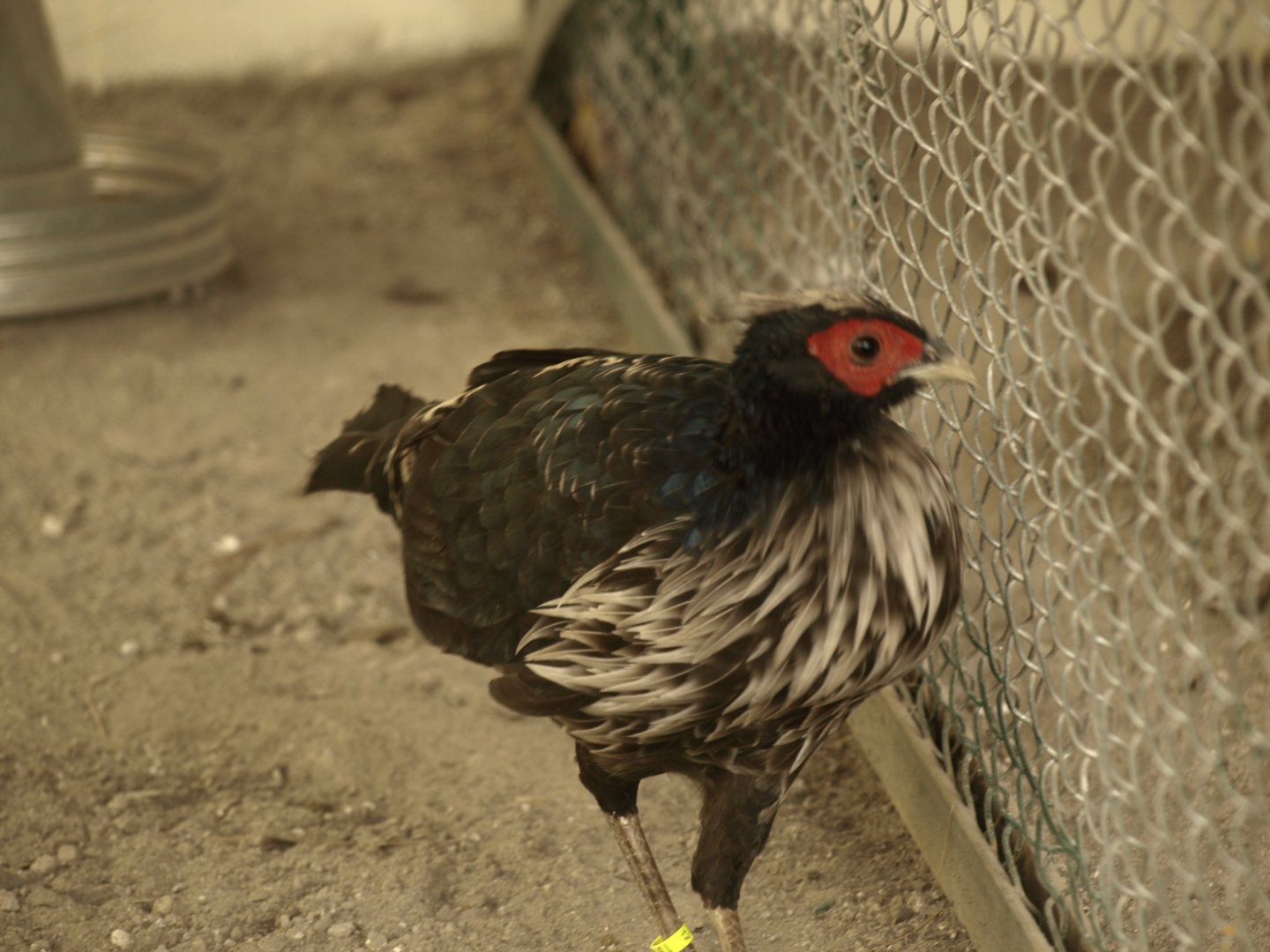 White-crested kalij pheasant - Bansra Gali Wildlife Park 10/7/2018