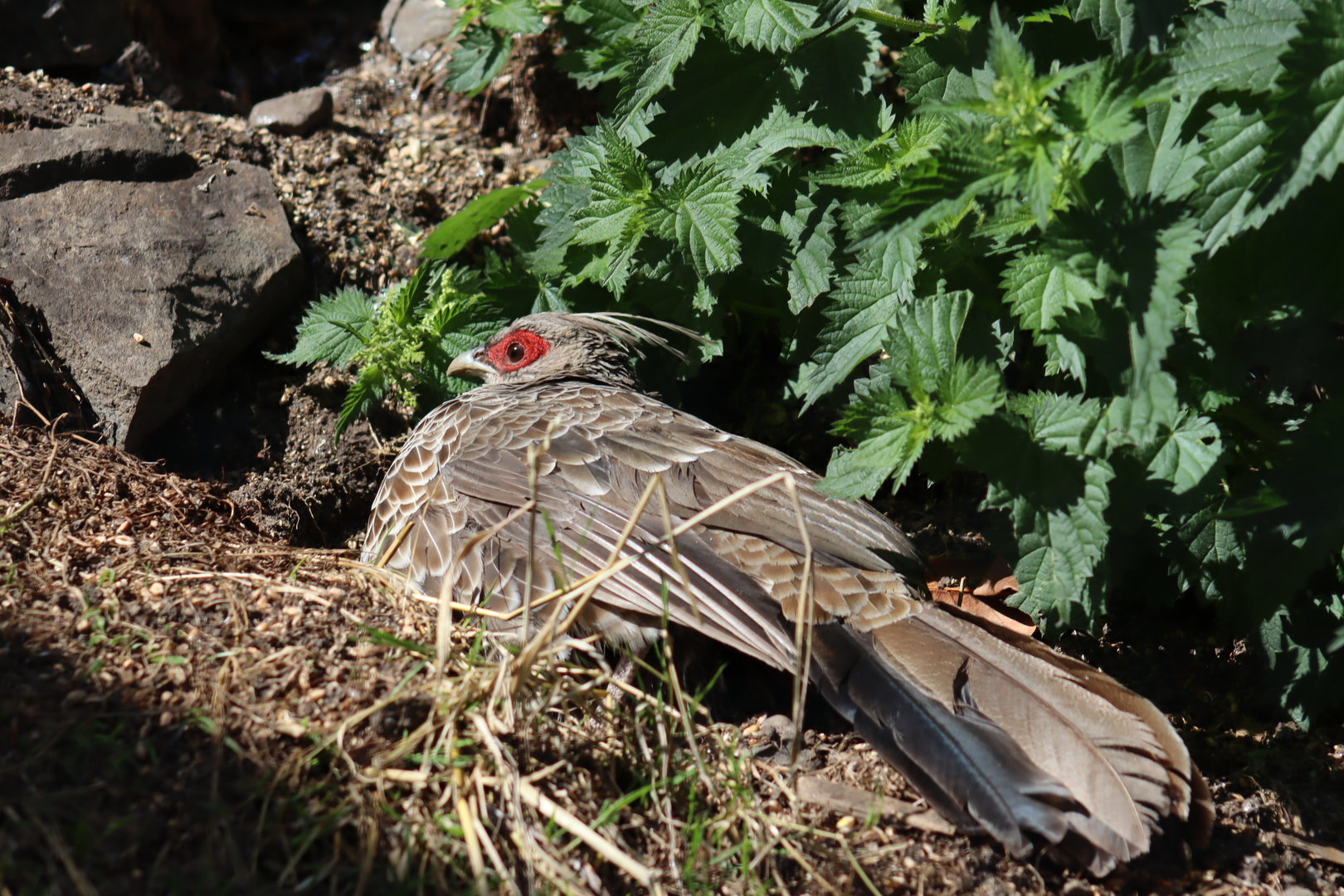 White-crested Kalij