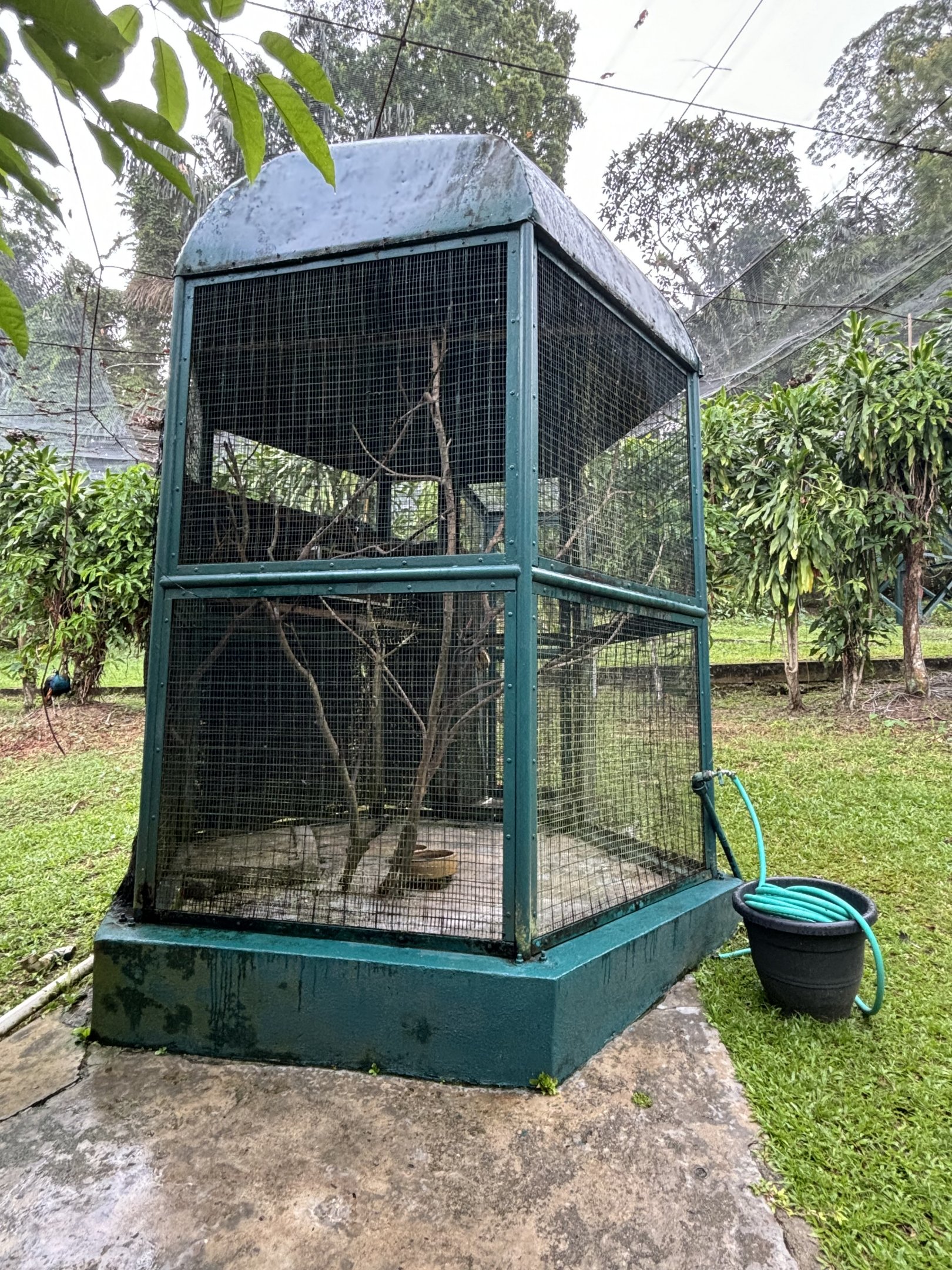 White-crested Laughing Thrush Aviary