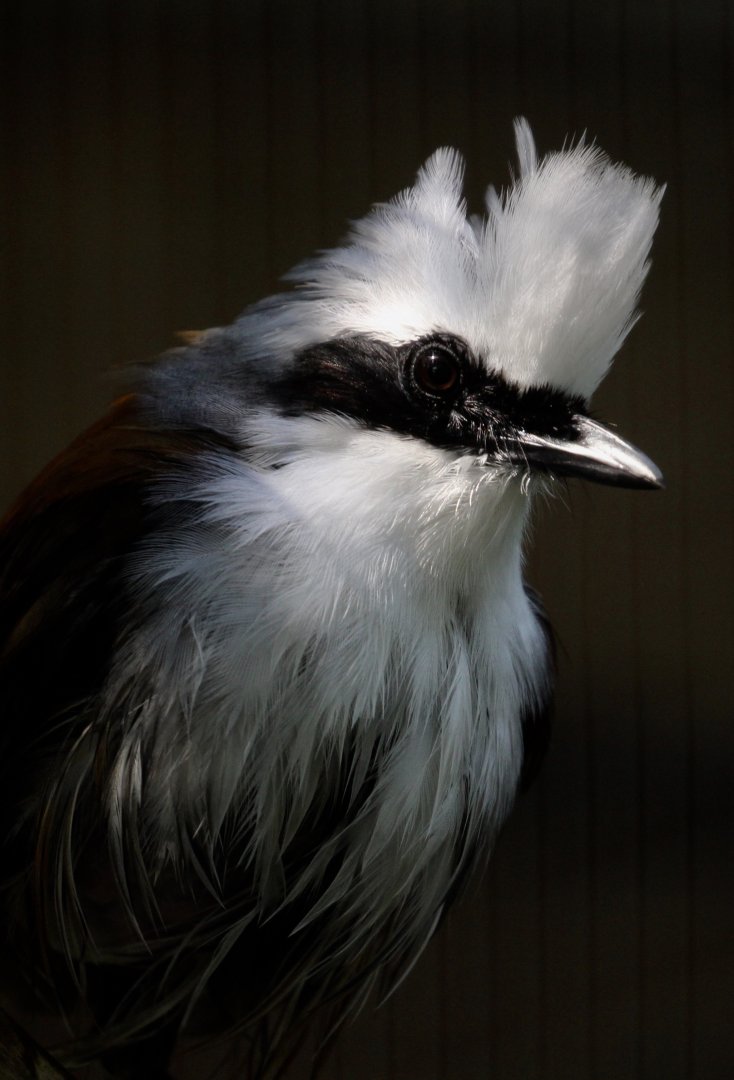 White-crested Laughing Thrush, Birdworld, August 2020
