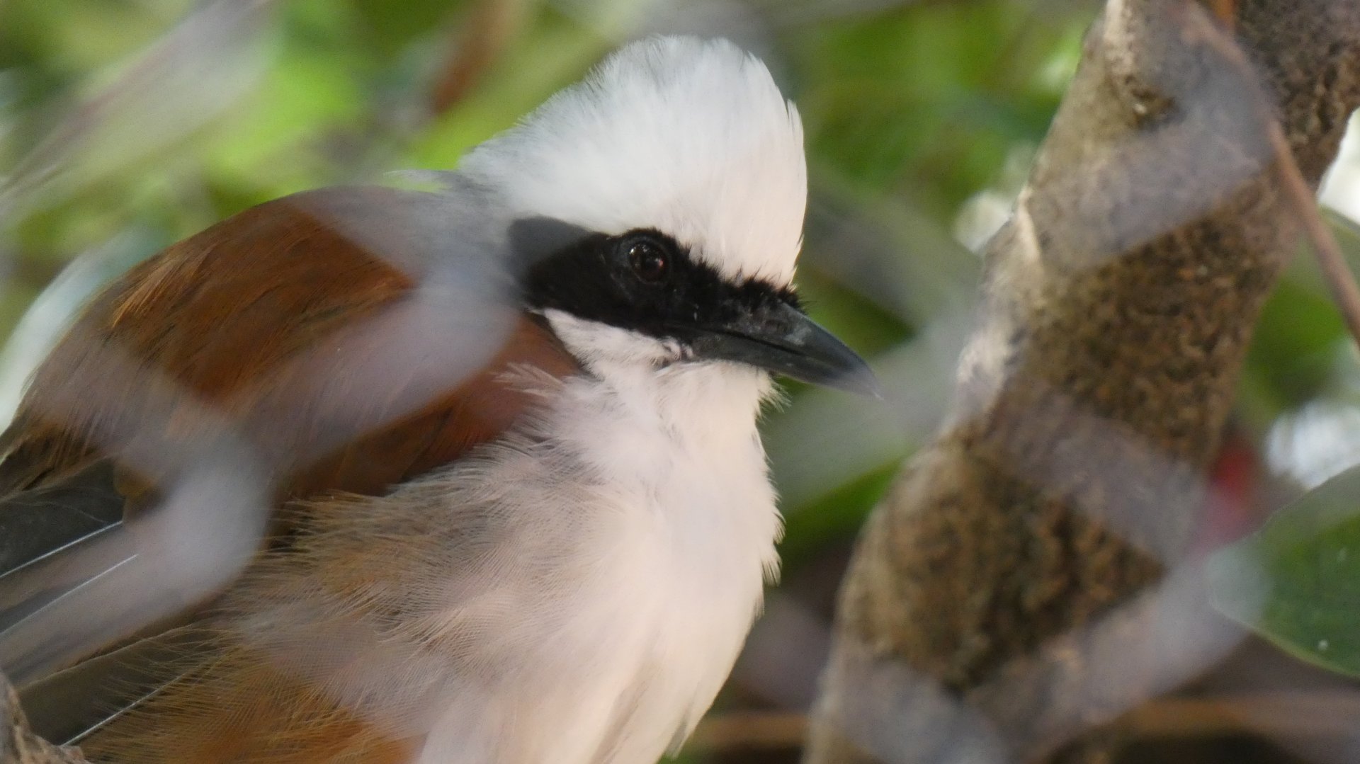 White-Crested Laughing Thrush, China - Sep. 2021