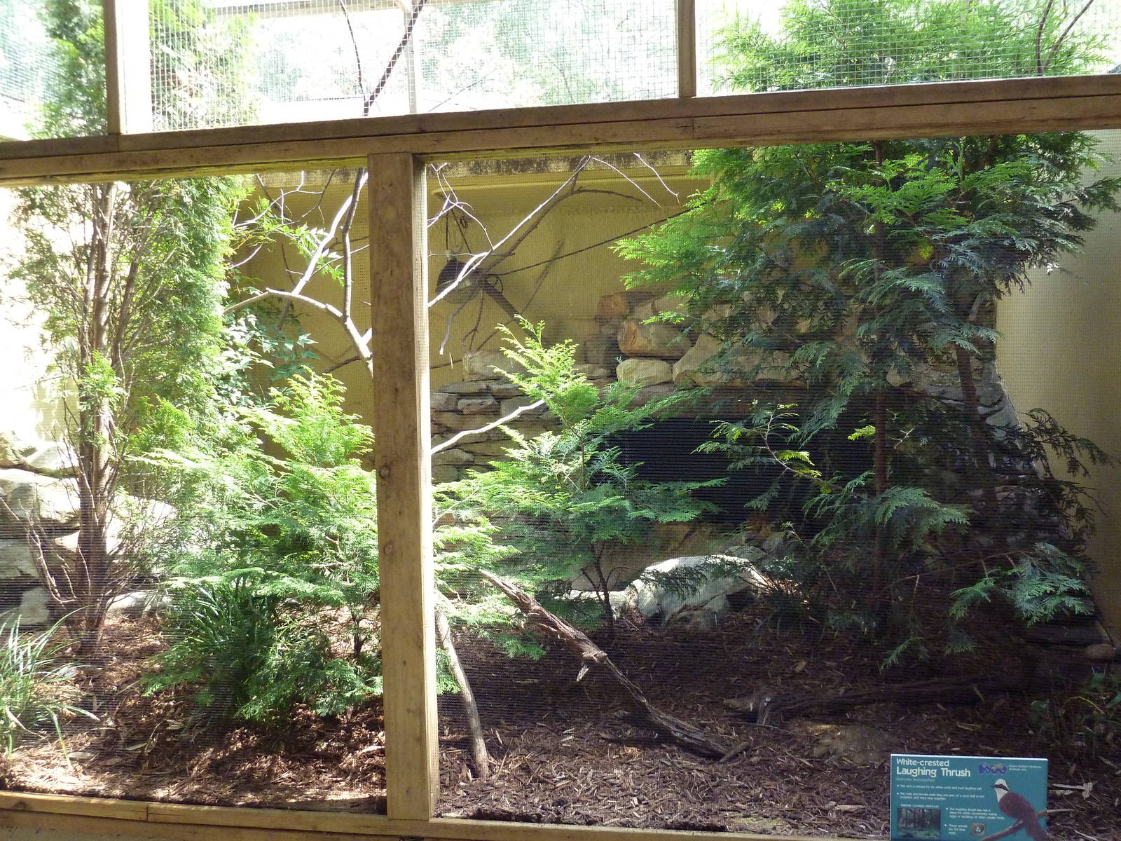 White-Crested Laughing Thrush Exhibit