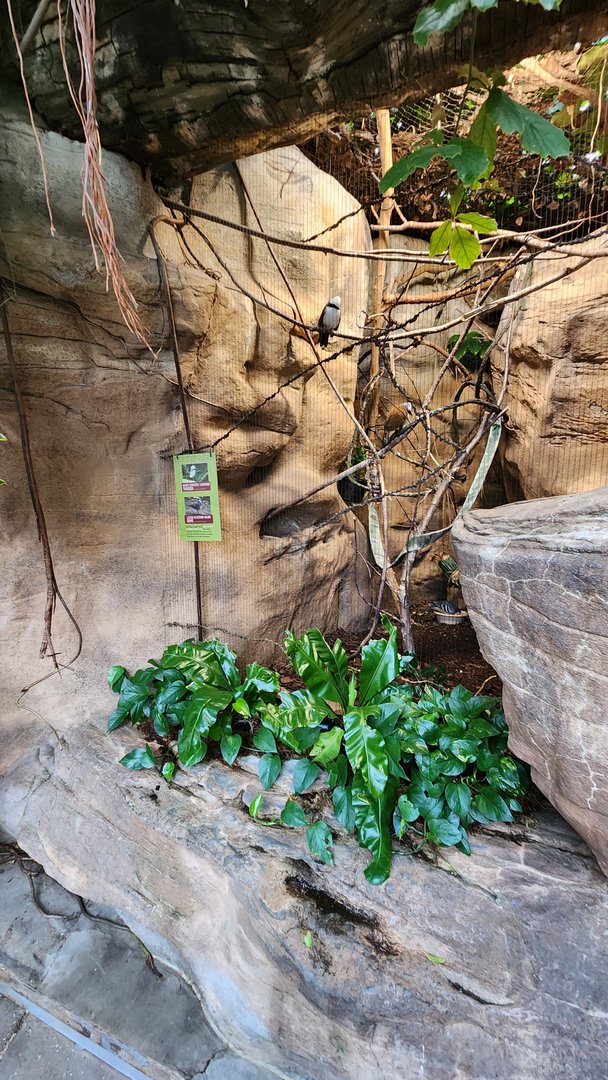 White Crested Laughing Thrush Exhibit