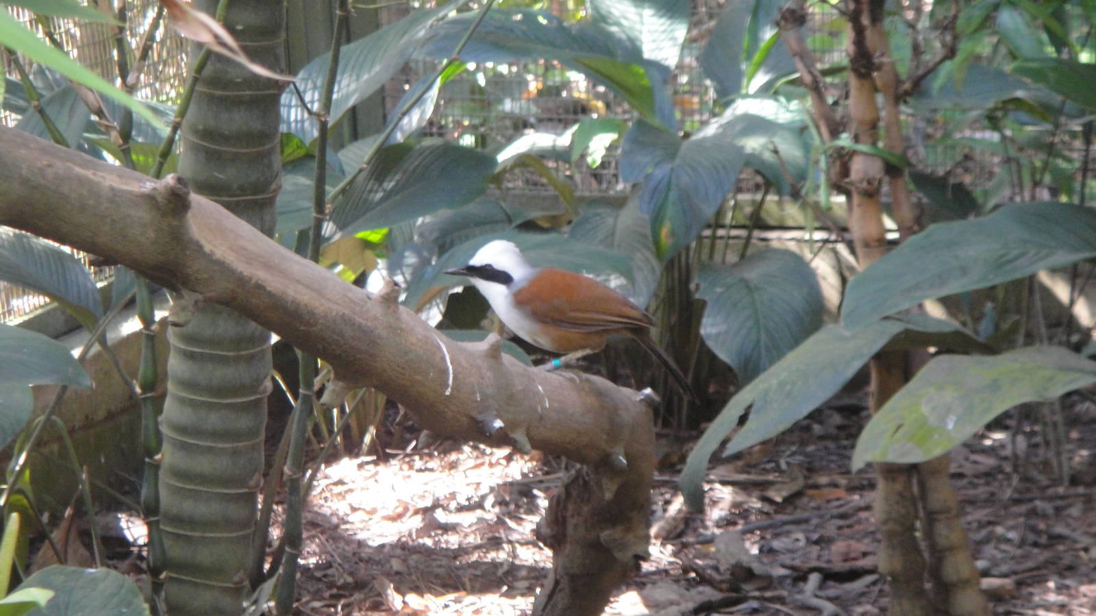 White Crested Laughing Thrush (Garrulax leucolophus diardi)