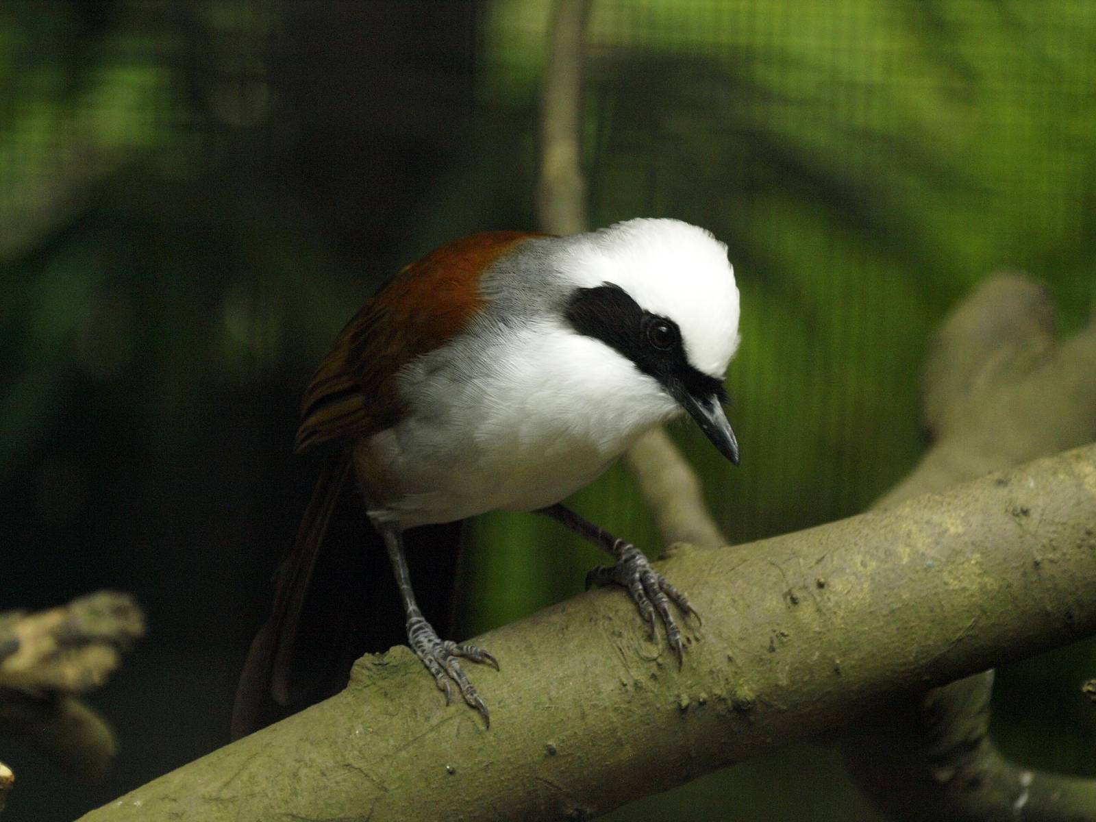 White-crested Laughing thrush