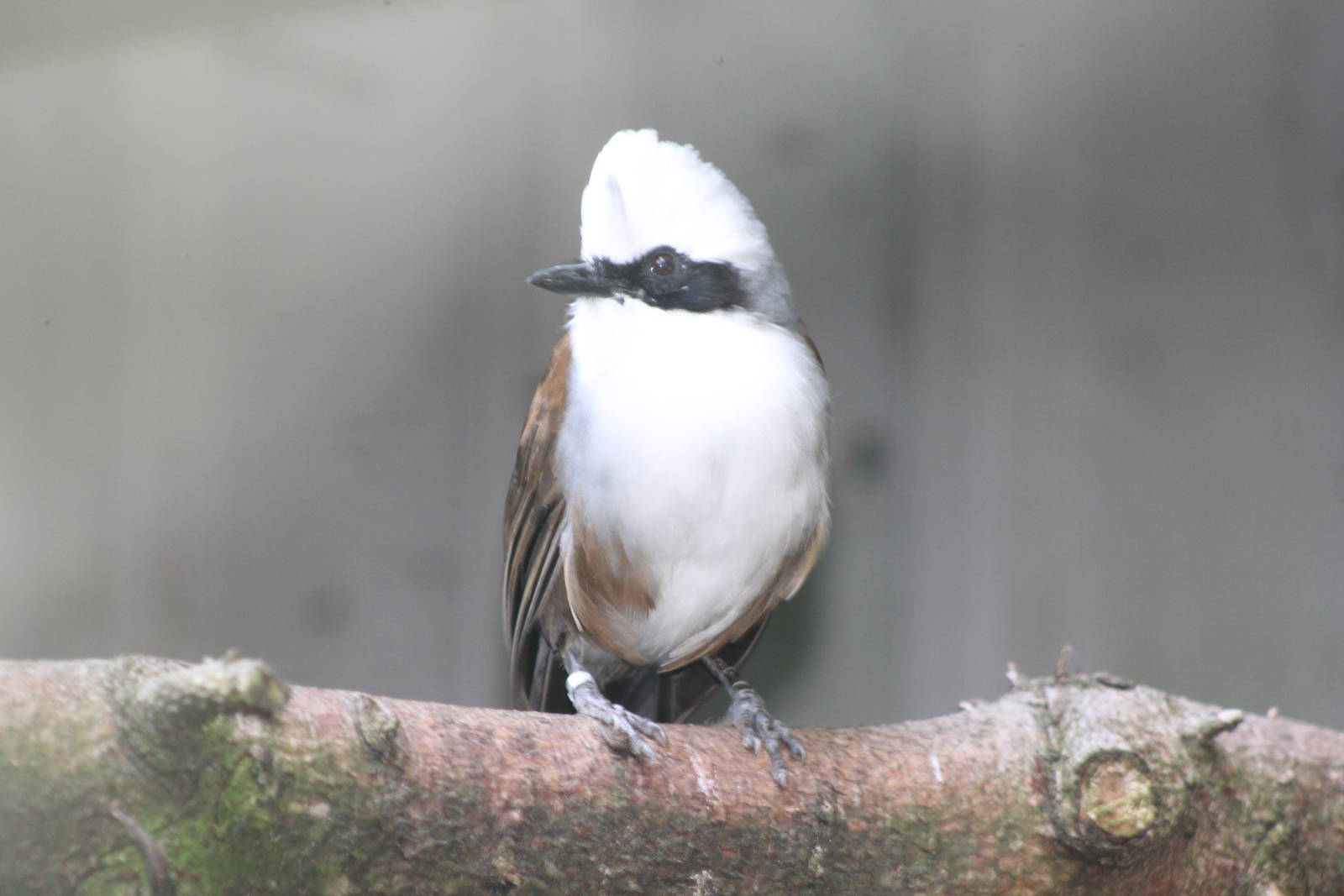 white-crested laughing thrush