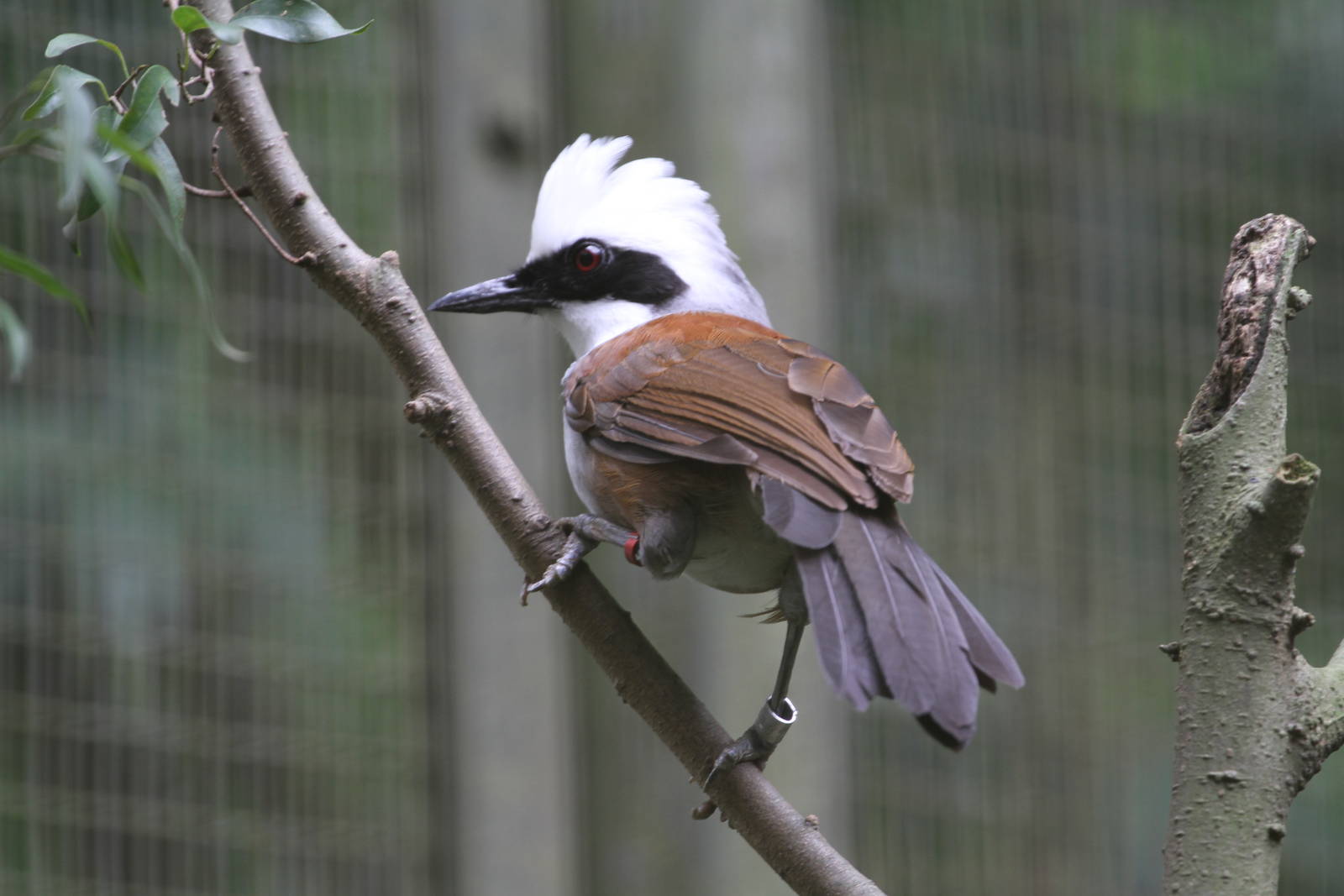White-crested Laughing Thrush