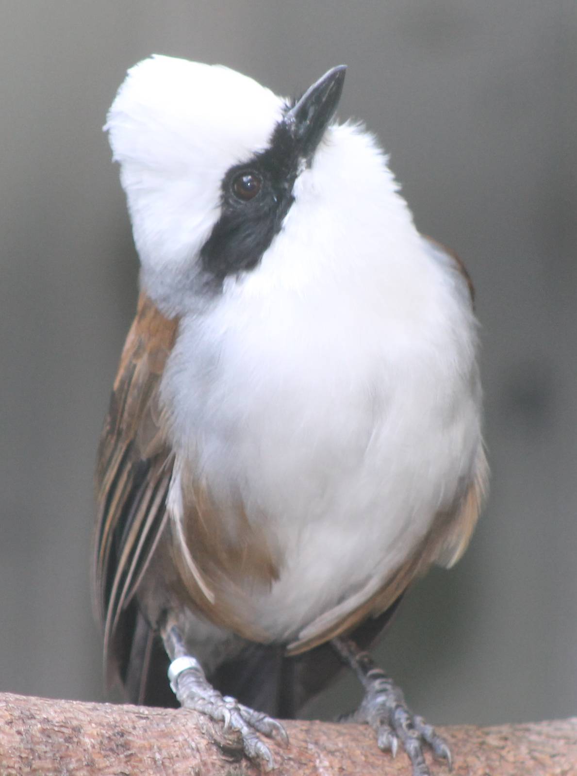 White-crested laughing thrush