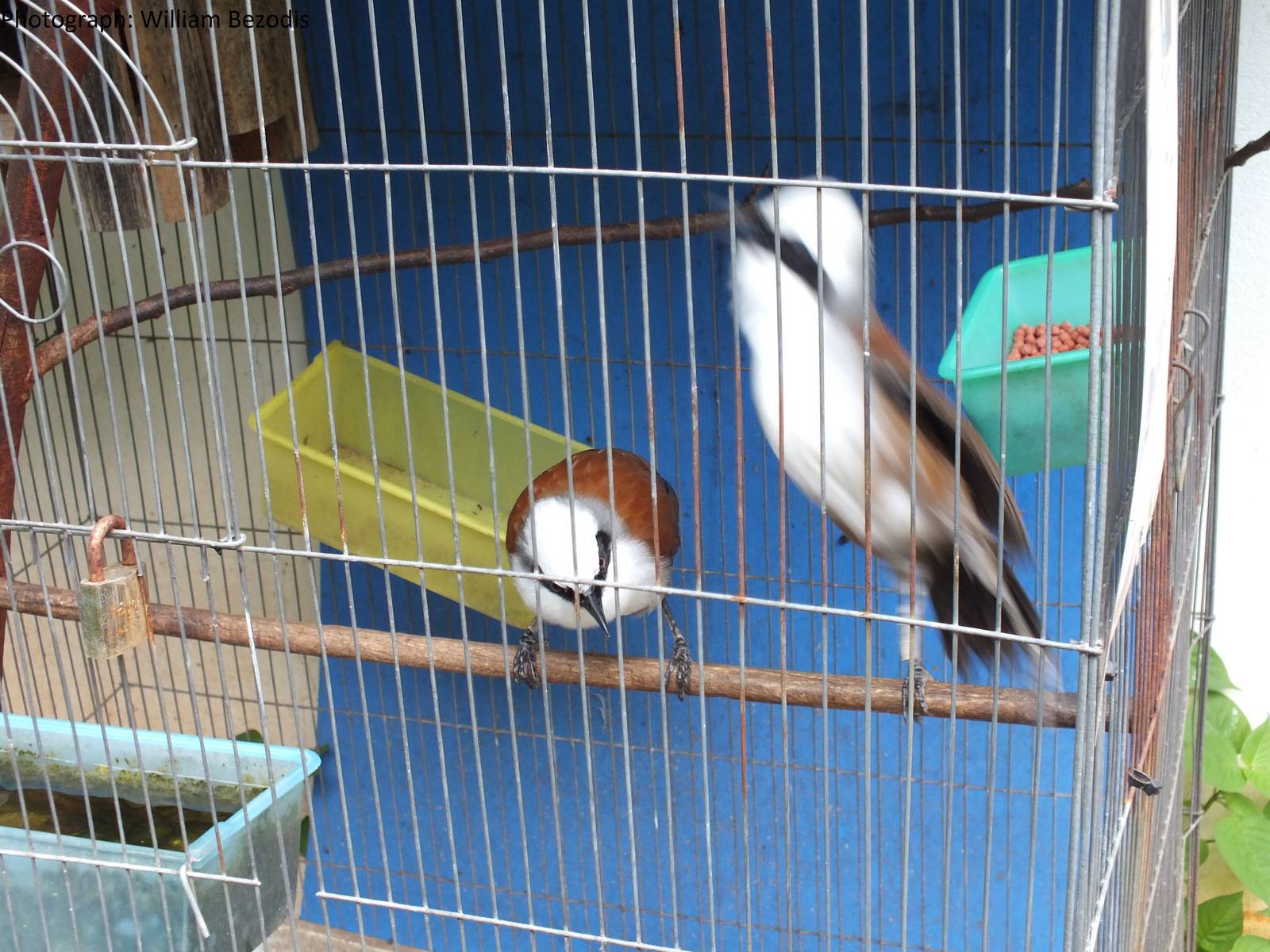 white-crested laughing-thrush