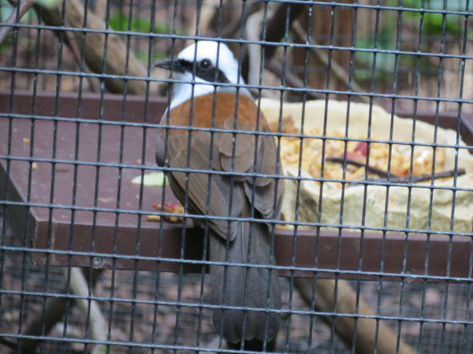 White-crested Laughing Thrush