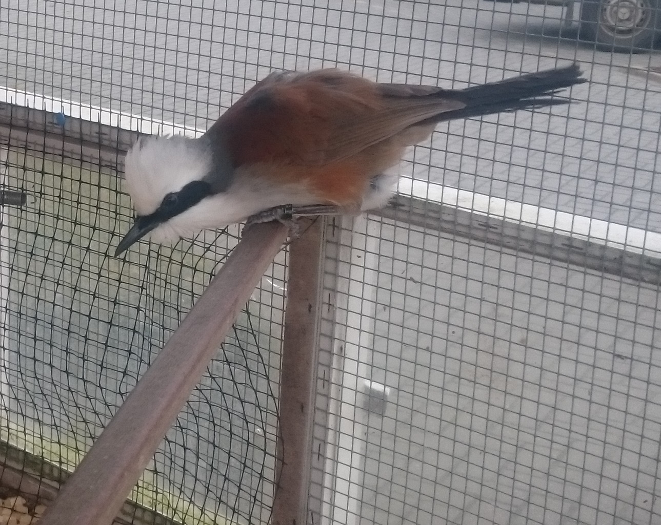 White-crested laughing thrush