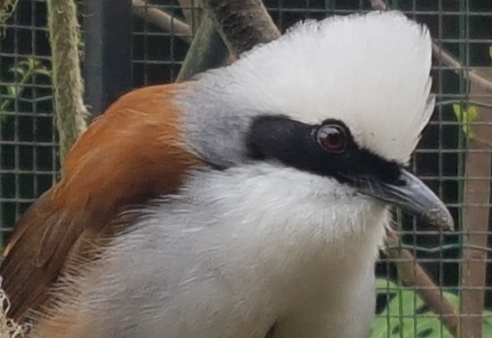 White-crested laughing thrush