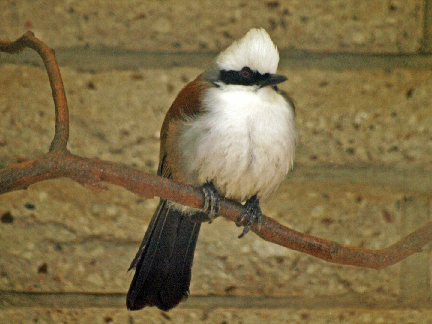 White-crested Laughing thrush