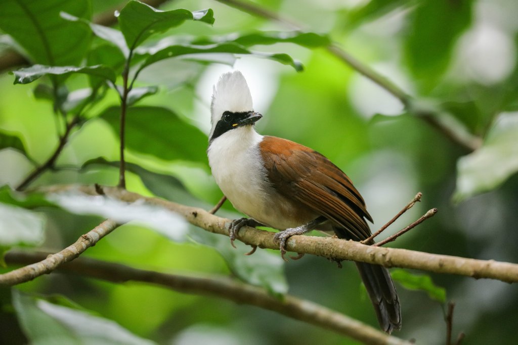 White-crested Laughing Thrush