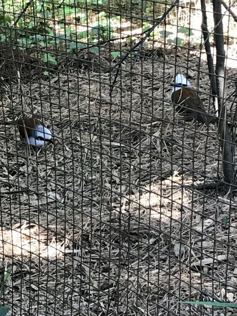 White-crested laughing thrush
