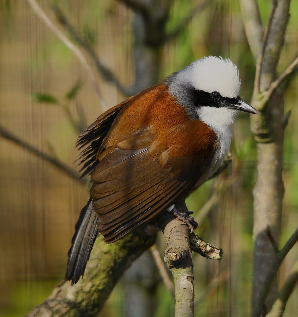 White Crested Laughing Thrush