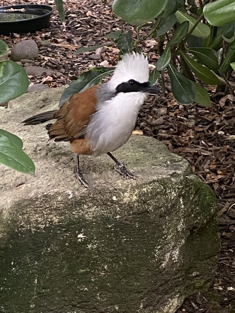 White-crested laughingthrush 061121