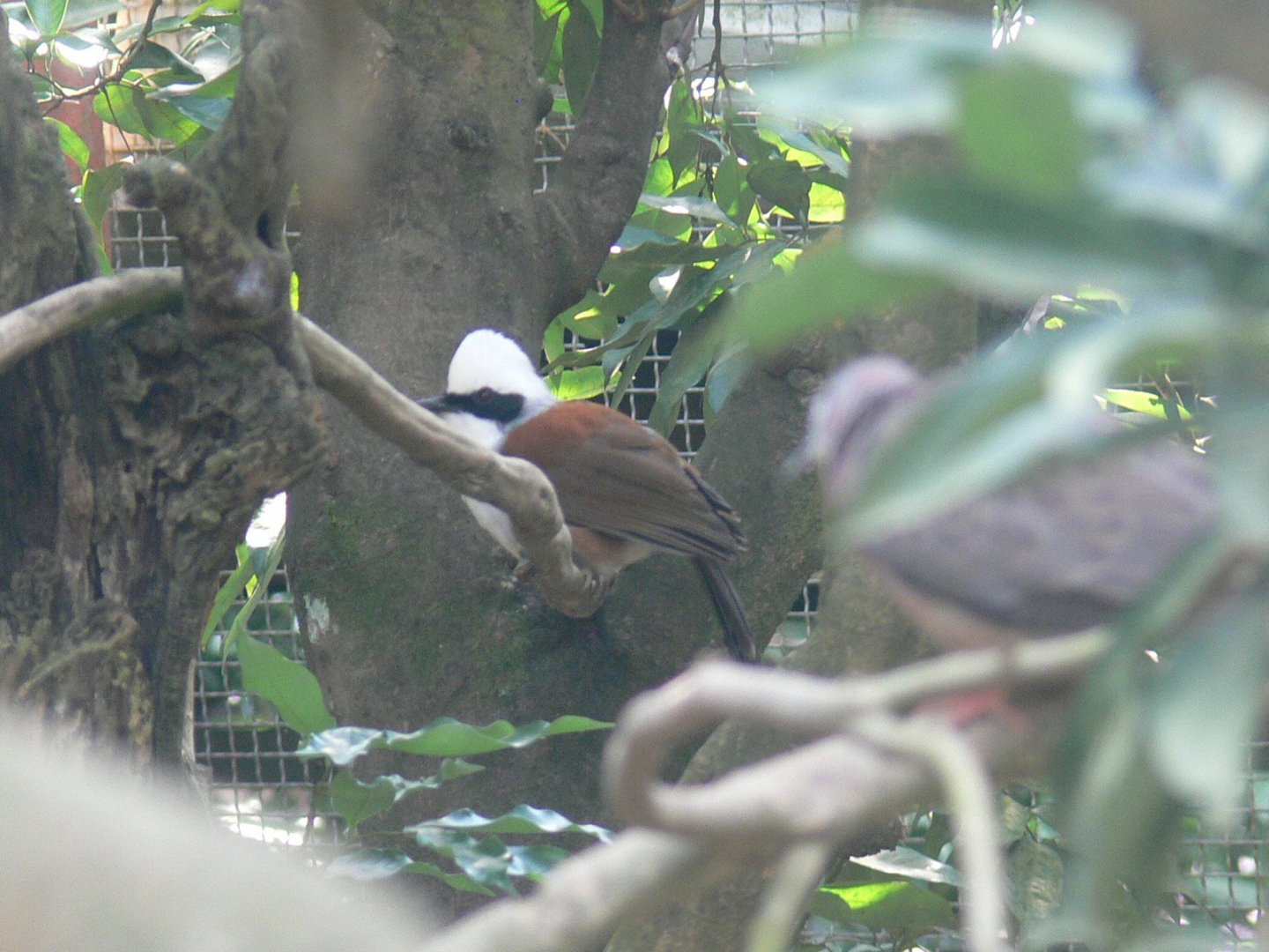 White-crested Laughingthrush 2025/11/25