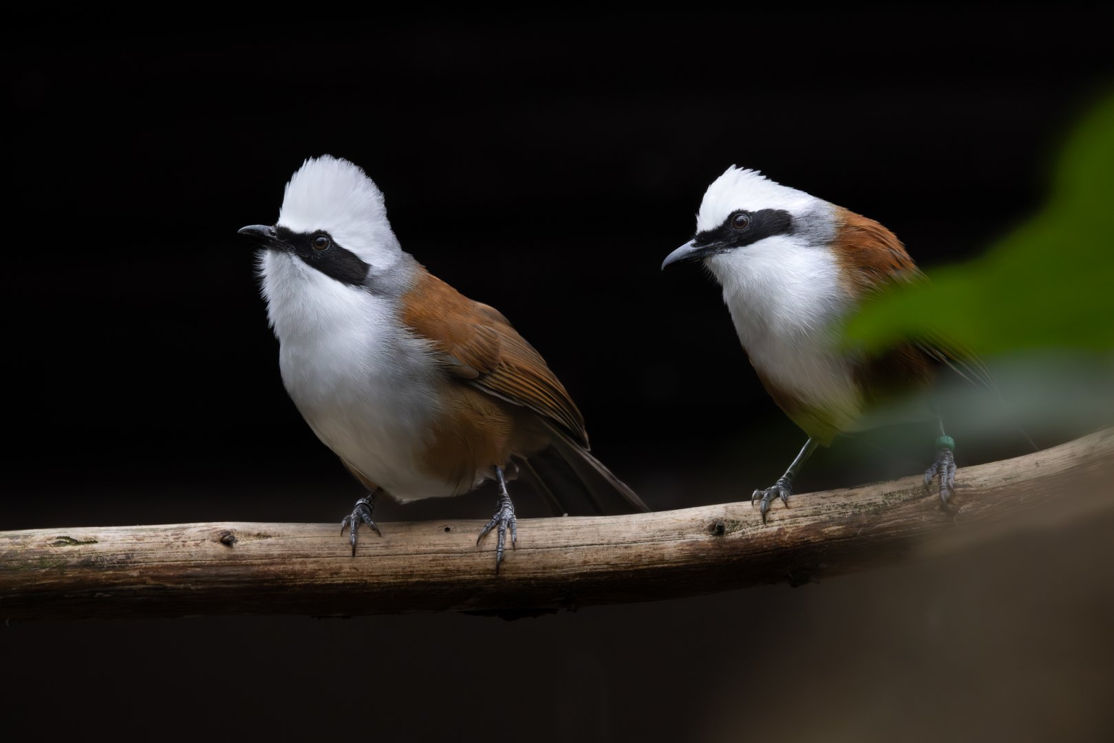White-crested Laughingthrush / 23-12-24
