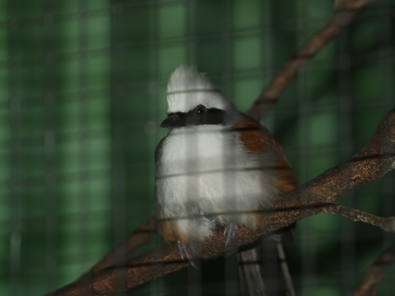 White-crested laughingthrush (April 19th, 2015)