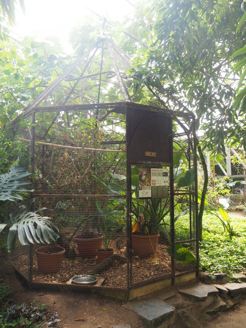 White-crested laughingthrush aviary, 2019-08-04