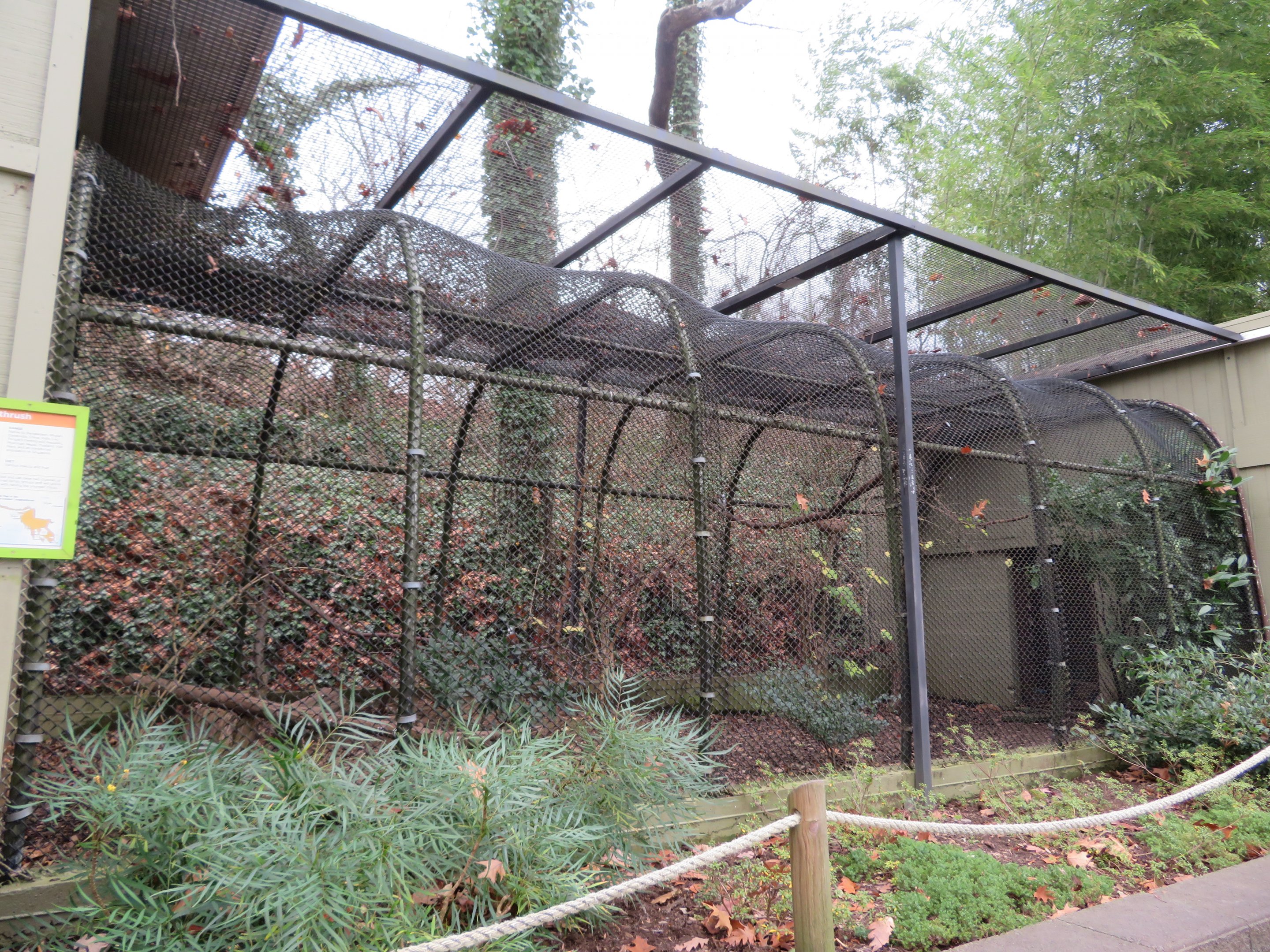 White-crested Laughingthrush Cage