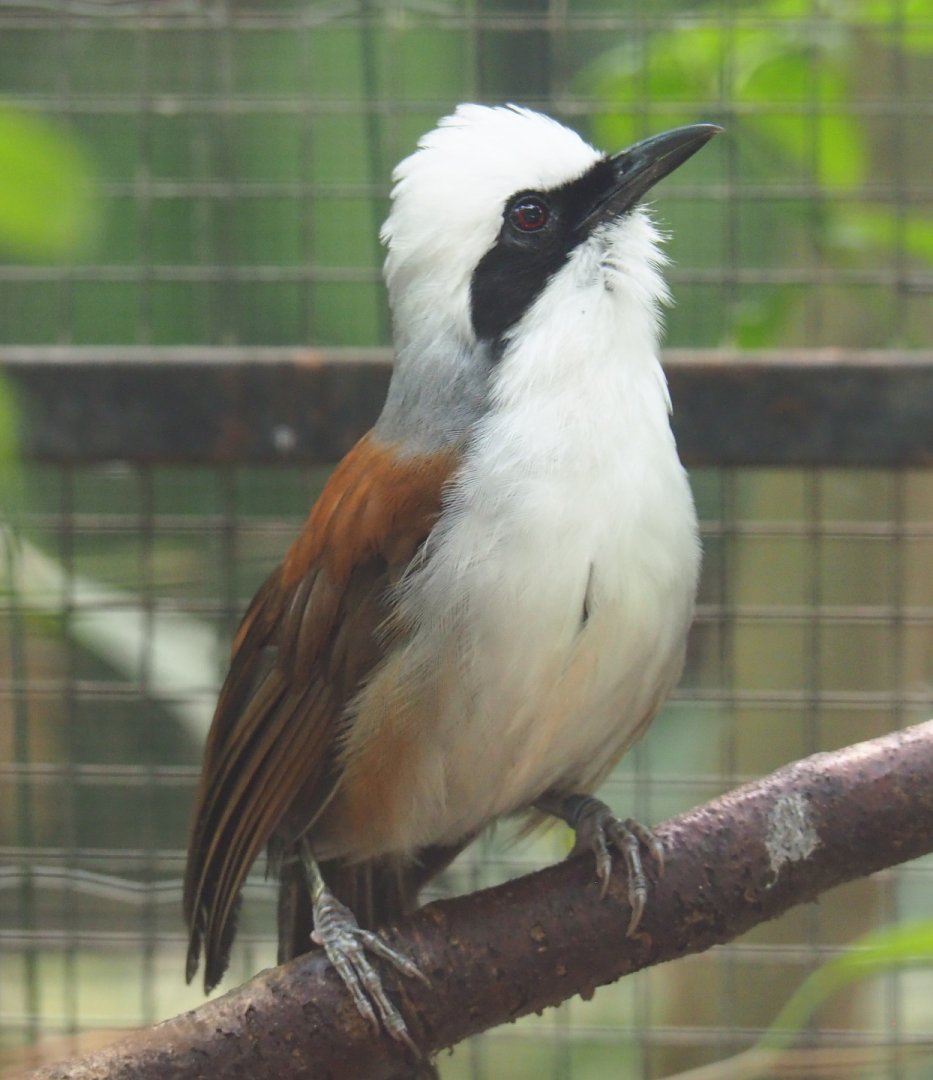 White-crested laughingthrush (Garrulax leucolophus), 2020-06-20